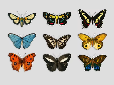 Colorful Butterfly Wall Decor with Various Patterns and Vibrant Designs for Home Decoration 3d model