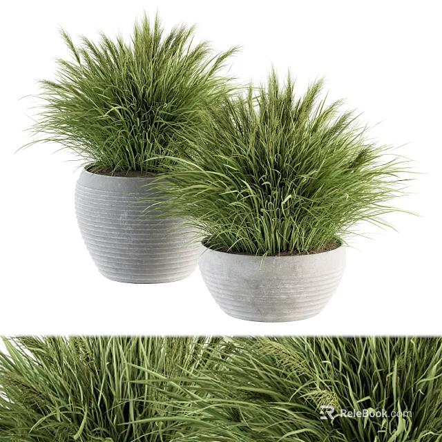 Two Modern Bonsai Potted Plants With Concrete Pots And Long Green Leaves 3d model 