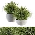 Two Modern Bonsai Potted Plants With Concrete Pots And Long Green Leaves