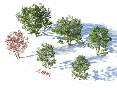 Triangular Maple Trees Plants model