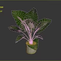 Leafy Green Plant With Large Leaves In White Pot On Dark Background