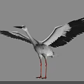 White Stork With Black Wings Spreading Wings And Long Red Legs Standing On Gray Background