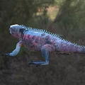 Colorful Red and Blue Iguana Reptile With Spiked Back In Natural Grass Habitat