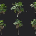 Different Types Of Arbor Trees With Green Leaves And Tall Trunks In Various Forms