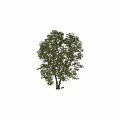 Arbor With Lush Green Leaves Strong Trunk And Natural Growth Form