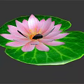 Pink Water Lily With Green Lily Pad On Water Surface And Reflection