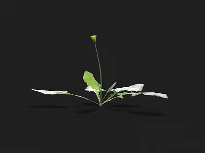 Herb Plant Featuring Yellow Small Flower and Green Leaves on Black Background 3d model