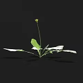 Herb Plant Featuring Yellow Small Flower and Green Leaves on Black Background