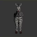 Zebra with Black and White Stripes and Red Hooves Standing on Dark Background with Reflection