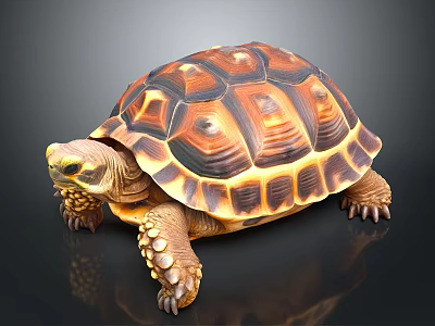 Brown Orange Patterned Tortoise with Scaly Legs on Dark Reflective Background 3d model