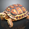 Brown Orange Patterned Tortoise with Scaly Legs on Dark Reflective Background