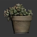 Healthy Succulent Plant With Pink And Green Fleshy Leaves In Terracotta Pot