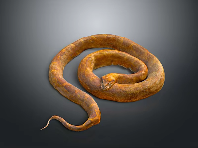 Brown Coiled Reptile Snake With Scaled Skin On Dark Background 3d model