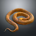 Brown Coiled Reptile Snake With Scaled Skin On Dark Background