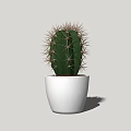 Simple Indoor Cactus Potted Plant In White Ceramic Pot For Home Decor