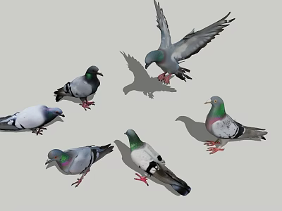 Flying Pigeons in Various Colors Standing and Flying with Spread Wings 3d model