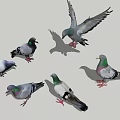 Flying Pigeons in Various Colors Standing and Flying with Spread Wings