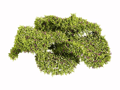 Lush Green Shrub With Dense Foliage And Purple Flowers For Garden Landscaping 3d model