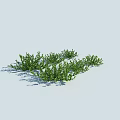 Lush Small Green Shrubs with Tiny Leaves on Light Blue Background and Shadows 3d model