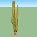 Four Tall Green Cacti With Segmented Stems And Brown Base