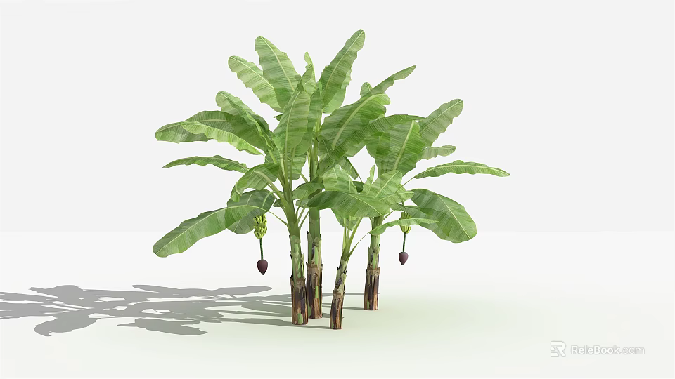 Banana Trees with Lush Green Foliage Multiple Trunks and Unripe Banana Fruits in Growth Form 3d model 