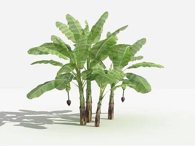 Banana Trees with Lush Green Foliage Multiple Trunks and Unripe Banana Fruits in Growth Form 3d model