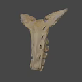 Detailed Anatomical Skeleton With Vertebrae And Ribs On Dark Background