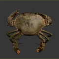 Brown Crab With Large Claws Isolated On Dark Background Showing Detailed Texture And Reflection
