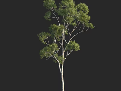 Tall Arbor With Lush Green Leaves And Sturdy Branches In Natural Setting 3d model
