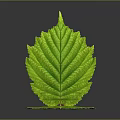 Fresh Green Plant Leaves With Detailed Veins On Gray Background And Reflection