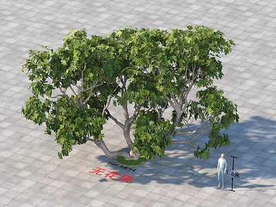 Fig Tree with Lush Green Foliage Standing on Square Stone Pavement and Person Nearby 3d model