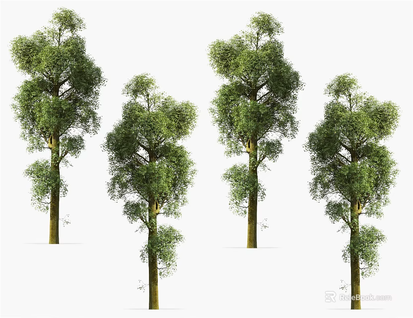 Multiple Arbor Trees With Lush Green Foliage And Various Heights On White Backdrop 3d model