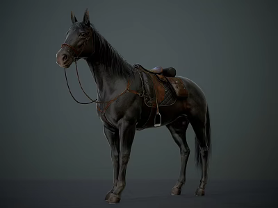 Black Horse Standing Against Grey Background With Saddle And Reins 3d model