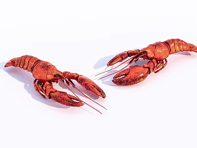 Two Red Aquatic Lobsters Displayed on White Background with Natural Features 3d model