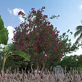 Garden Landscape With Purple Flowering Tree Banana Leaves Palm Tree Green Grass And Blue Sky