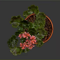 Healthy Pink Flowering Potted Plant With Green Leaves In Orange Clay Pot