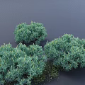 Healthy Green Shrubs With Lush Bushy Foliage And Natural Garden Appearance