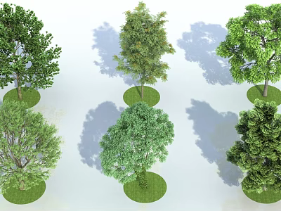 Diverse Arbor Species Planted in Circular Lawns with Green Foliage and Shadows 3d model