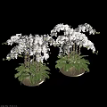 Blooming White Orchids in Golden Vases with Lush Green Foliage and Ferns