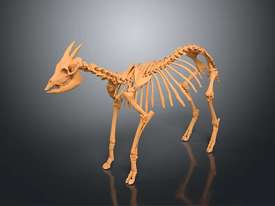 Animal Skeleton 3D Model With Anatomical Structure Orange Color And Dark Background 3d model