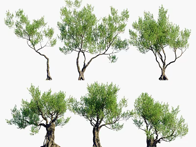 Six Different Shaped Arbor Trees With Lush Green Foliage And Natural Trunks 3d model