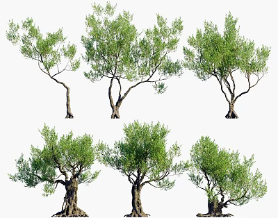 Six Different Shaped Arbor Trees With Lush Green Foliage And Natural Trunks 3d model