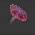 Vibrant Pinkish Purple Mushroom with Rounded Cap and Sturdy Stem on White Background