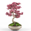 Beautiful Bonsai Potted Plant With Pink Flowers Twisted Trunk And Green Moss