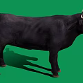 Full View Black Bull With Curved Horns Standing On Green Background