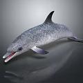 Realistic Gray Dolphin With Open Mouth And Reflection On Dark Surface 3d model