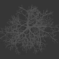 Tall Leafless Tree Against Black Background Featuring Small Human Figure For Scale