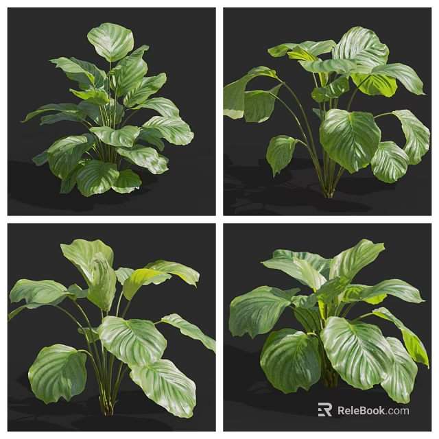 Lush Green Leafy Plant With Shiny Broad Leaves In Various Angles For Indoor Decor 3d model 