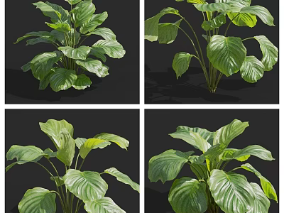 Lush Green Leafy Plant With Shiny Broad Leaves In Various Angles For Indoor Decor 3d model