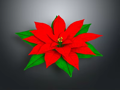 Poinsettia Flower Plant With Bright Red Bracts And Green Leaves Against Dark Background 3d model
